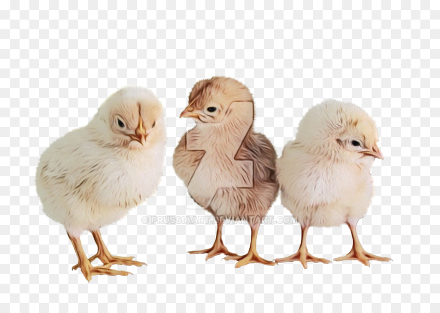 Poussins，Jaune PNG