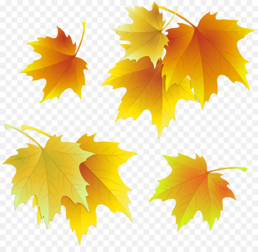 Feuilles D'automne，Feuilles PNG