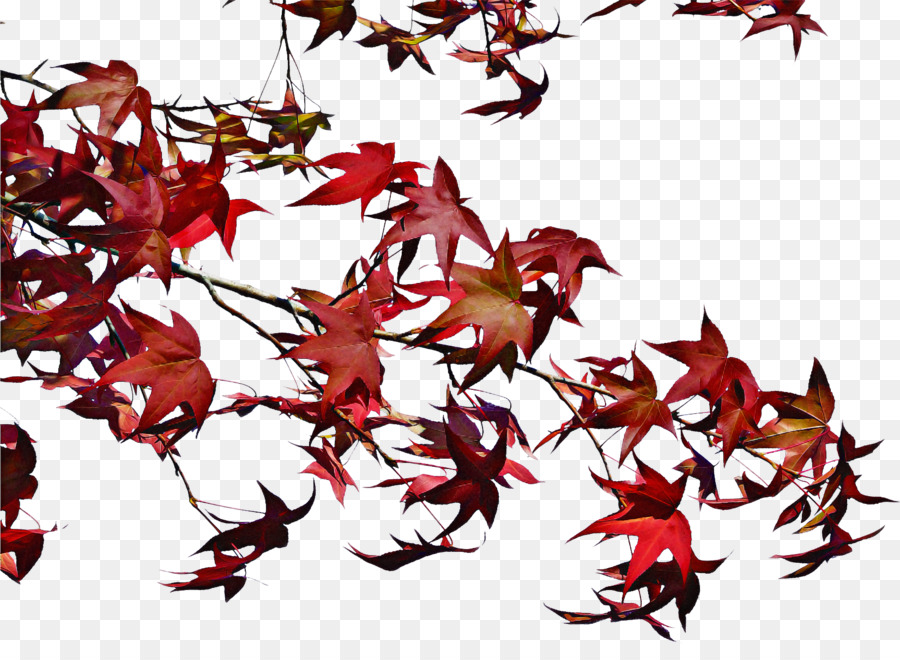 Feuille，Rouge PNG
