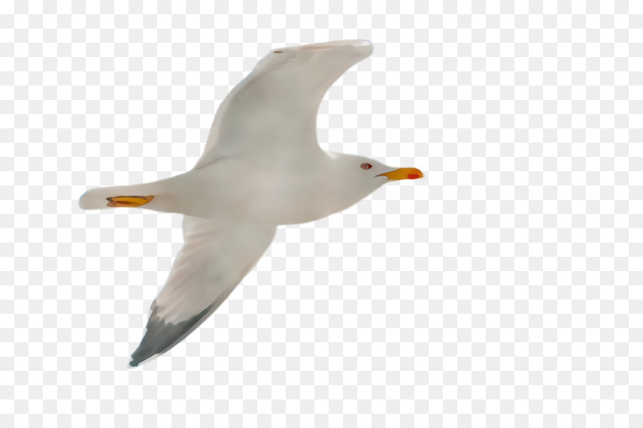 Oiseau，Mouette PNG