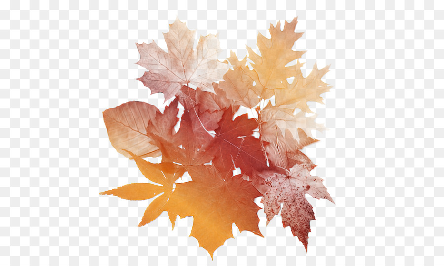 Feuilles D'automne，Automne PNG