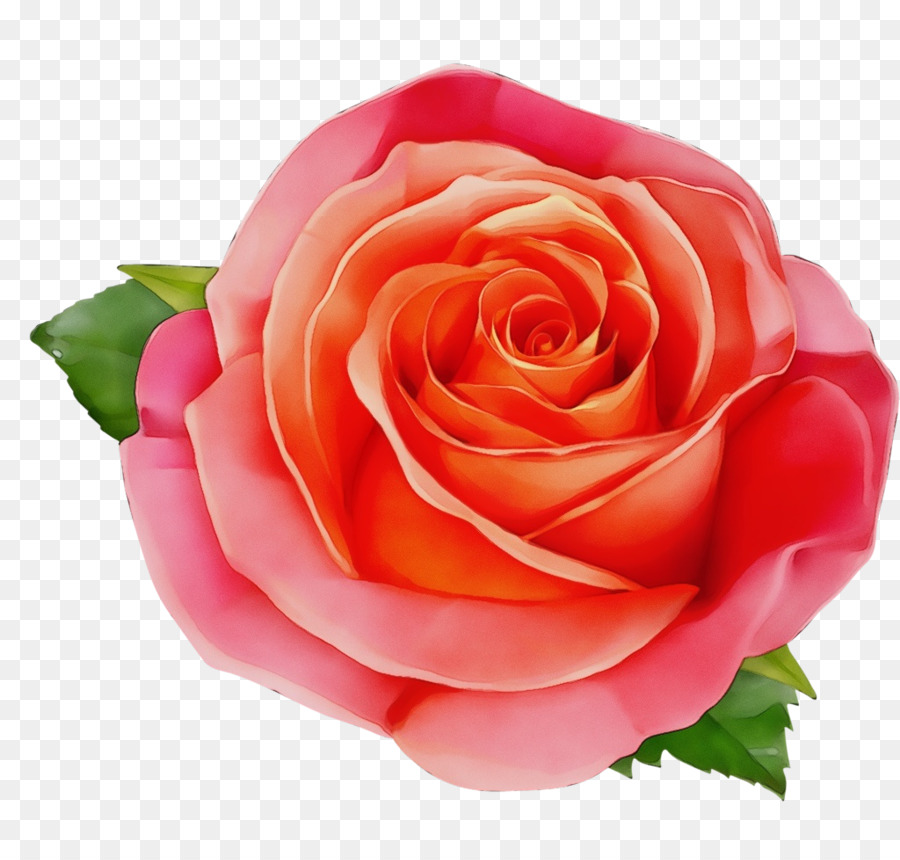 Pêche Rose，Floraison PNG