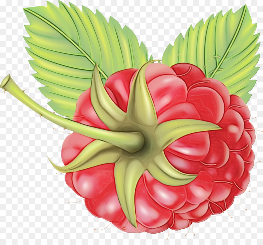 Plante，Fleur PNG