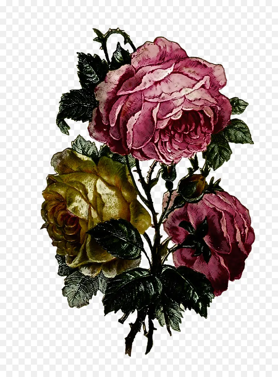 Roses，Floraison PNG