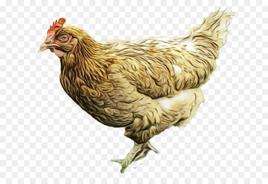 Poulet Blanc，Poule PNG