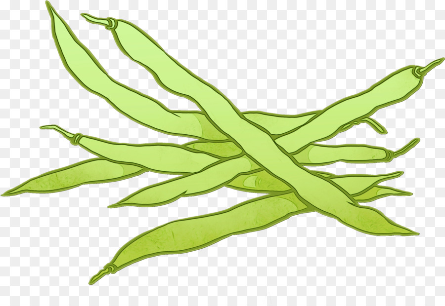 Haricots Verts，Légumineuse PNG