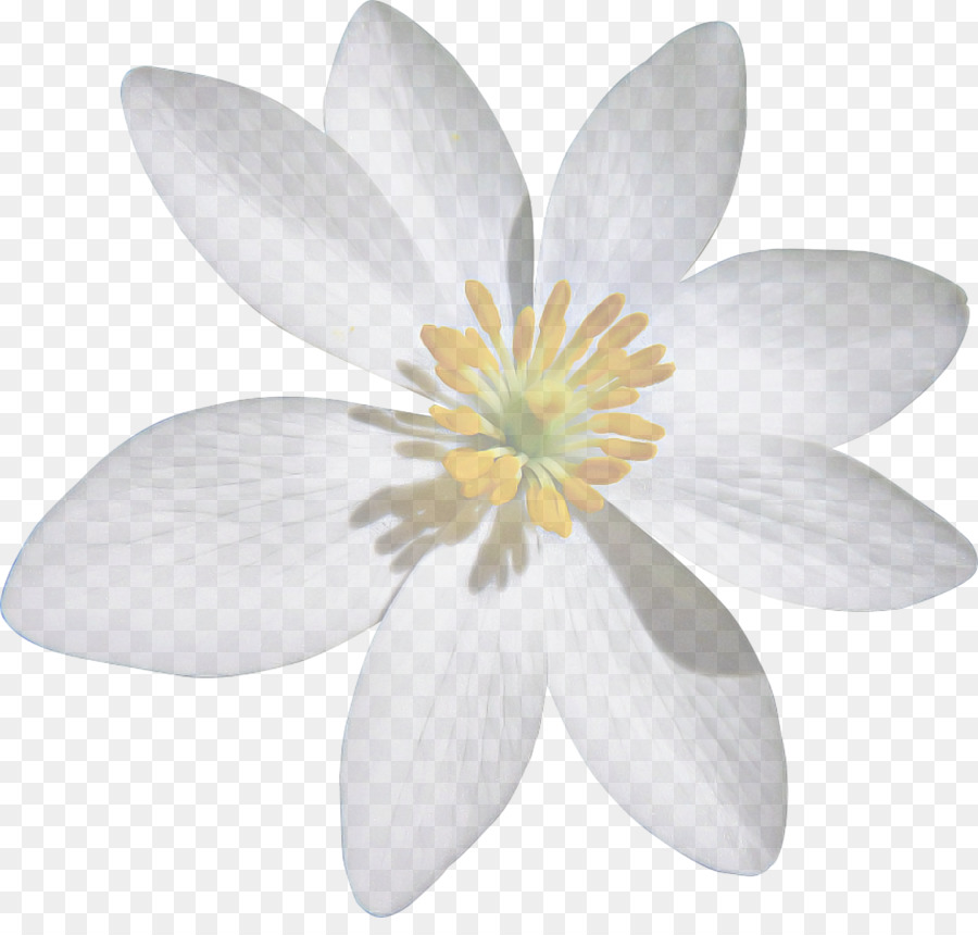 Pétales De Fleurs，Marguerite PNG