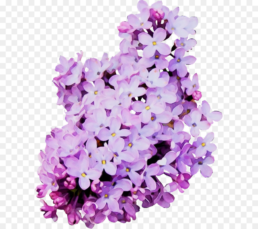 Fleur，Fleurir PNG