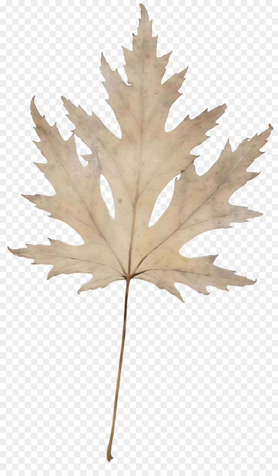 Feuille Jaune，Automne PNG