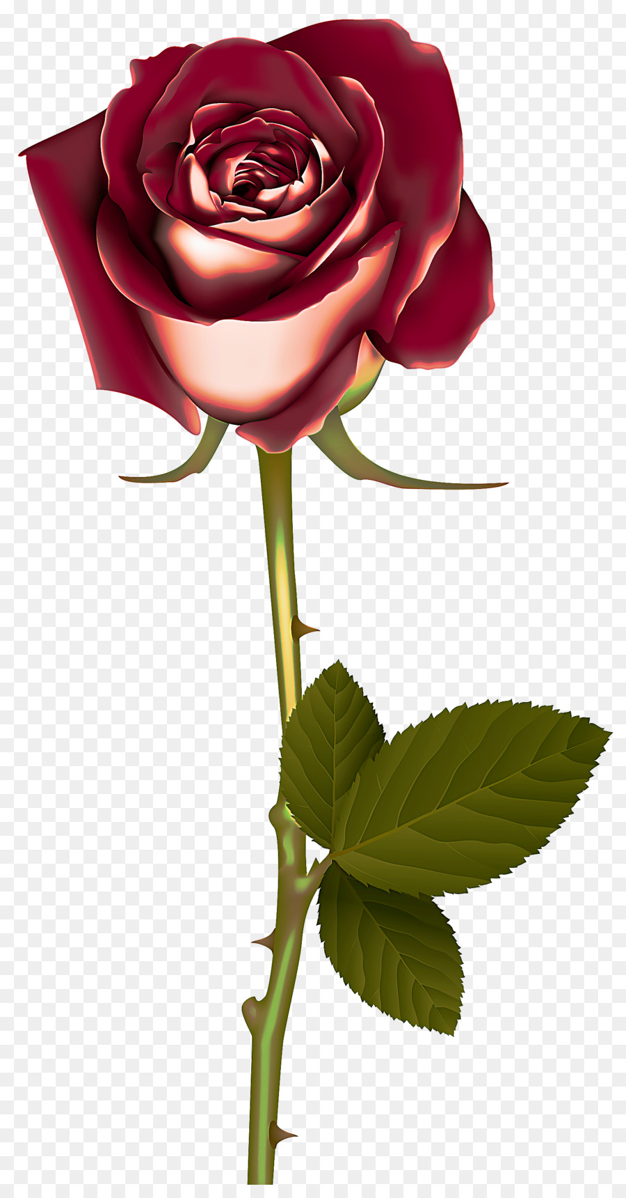 Rose Rose，Floraison PNG