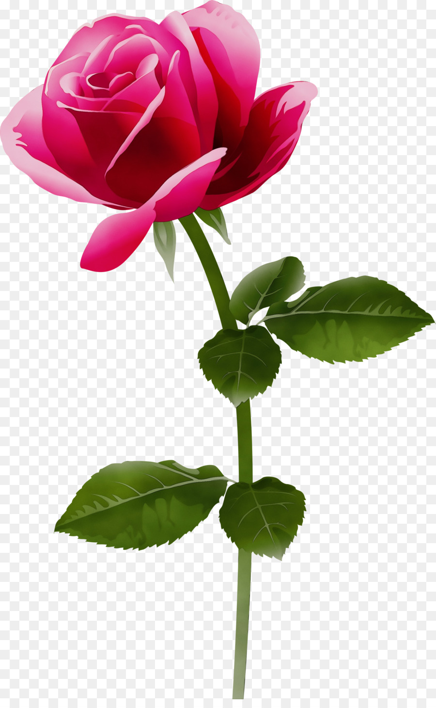 Rose Rose，Floraison PNG