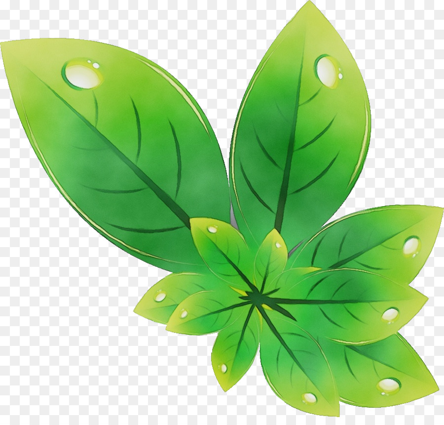 Feuille Verte，Gouttelettes D'eau PNG