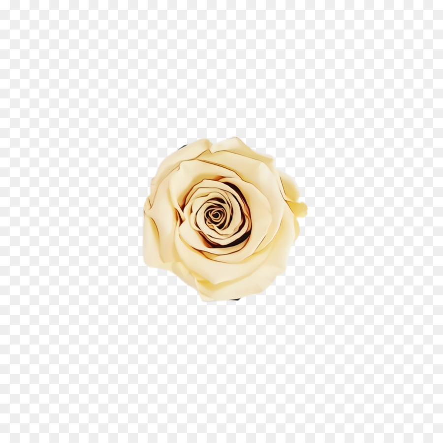 Blanc，Rose PNG