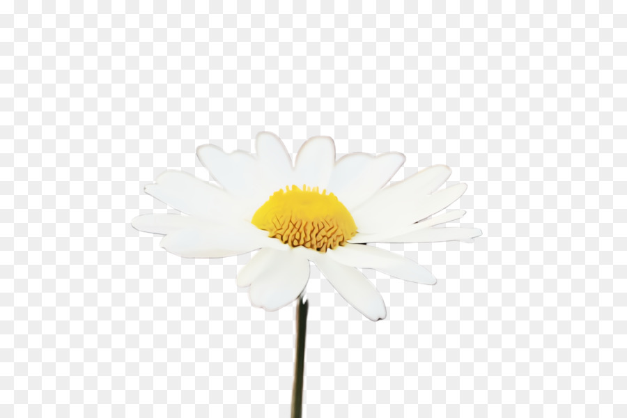 Fleurs Blanches，Fleurir PNG