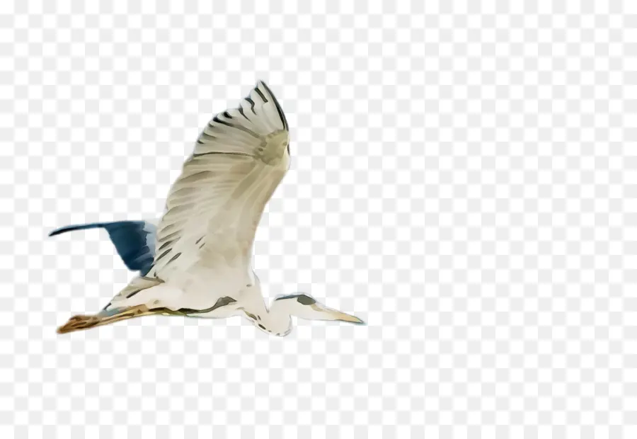 Oiseau，Plume PNG