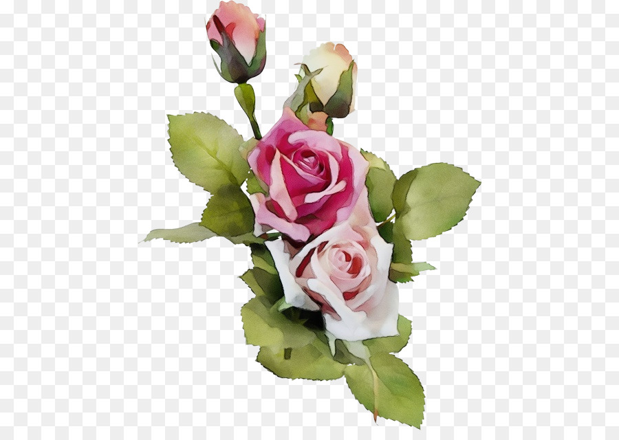 Rose Rose，Floraison PNG