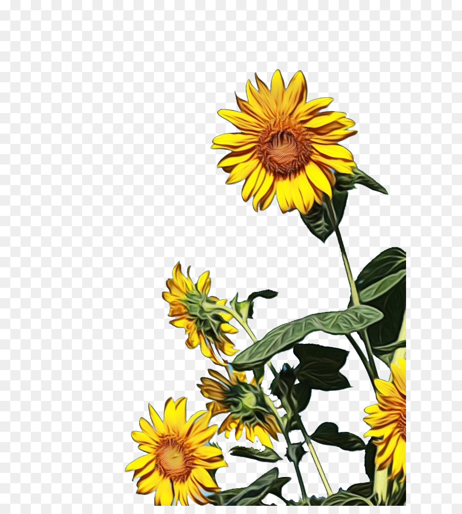 Tournesol，Usine PNG