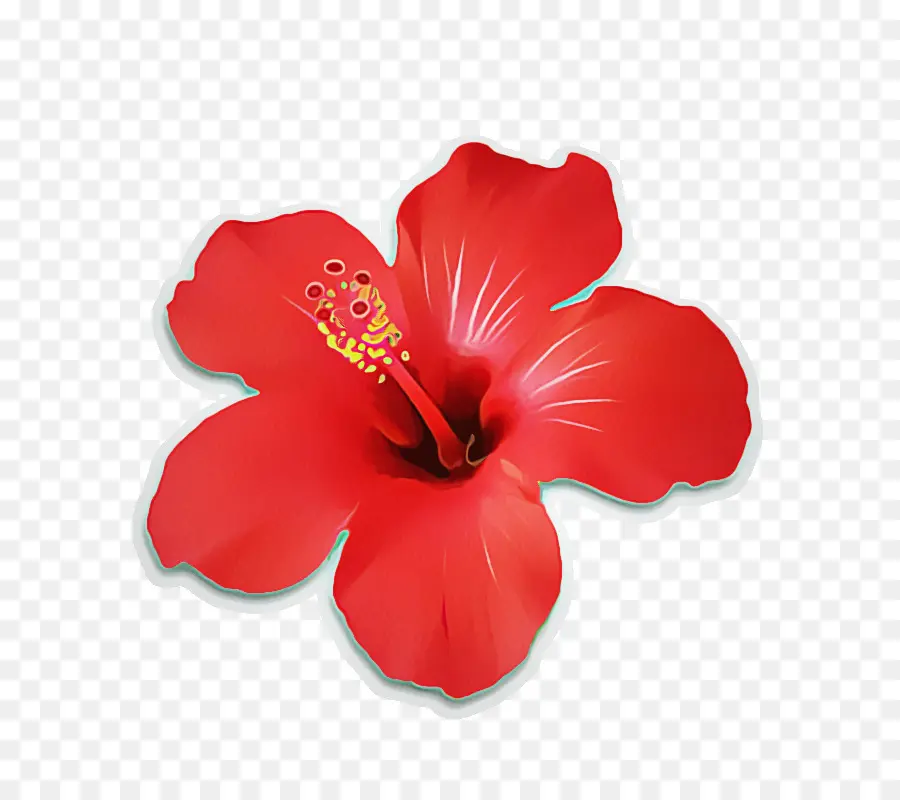 Hibiscus，La Floraison De La Plante PNG