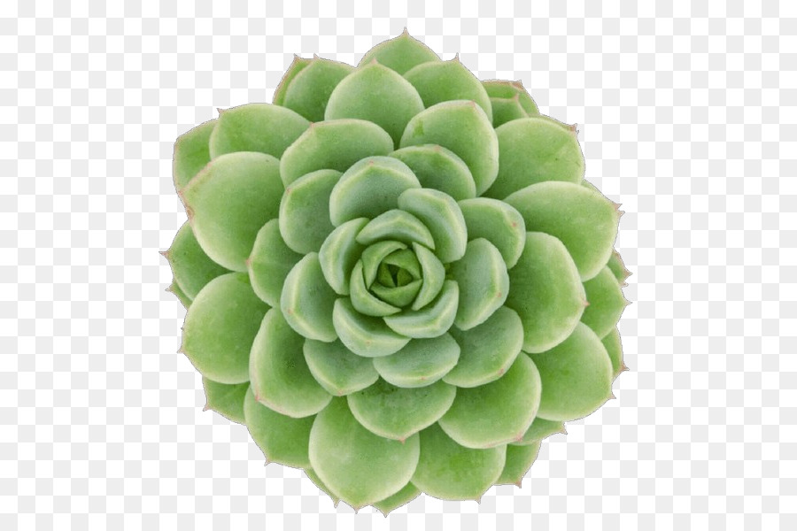 Plante Succulente，Cactus PNG