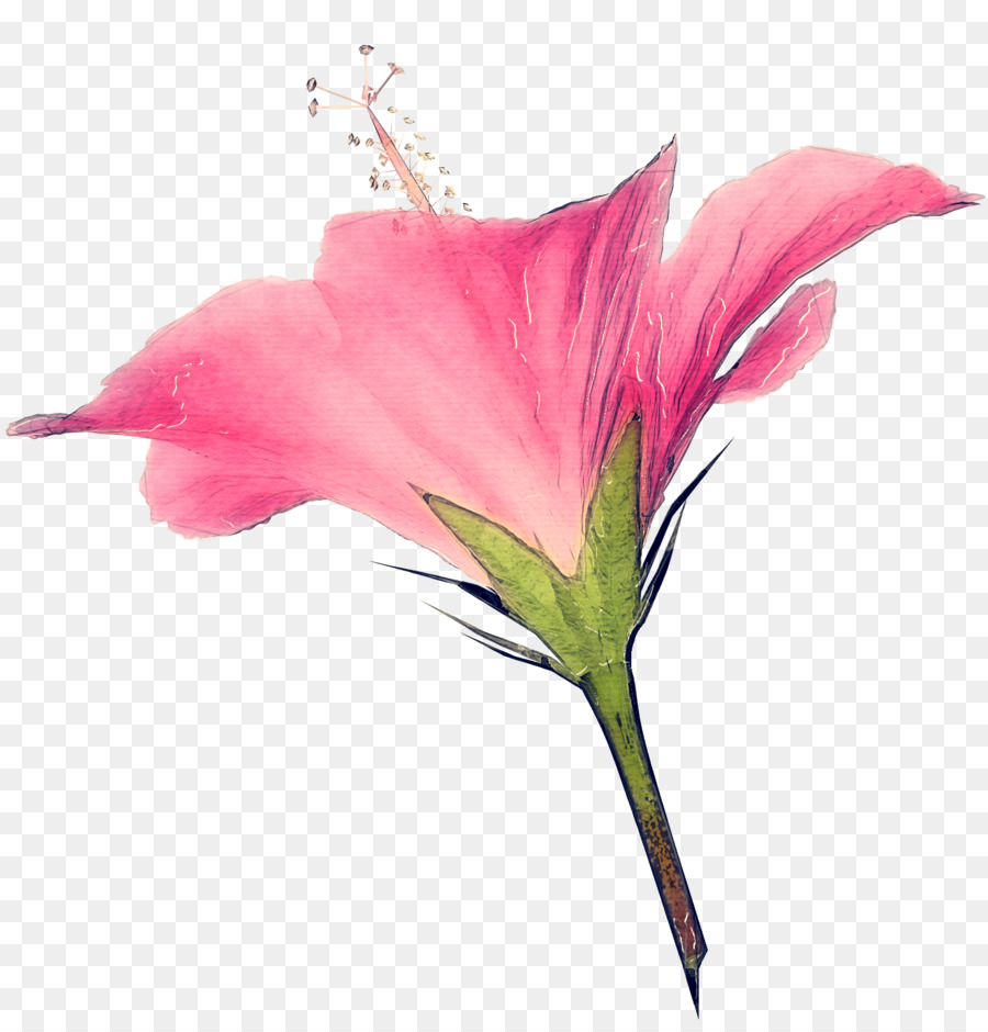 Fleur，Blanc PNG