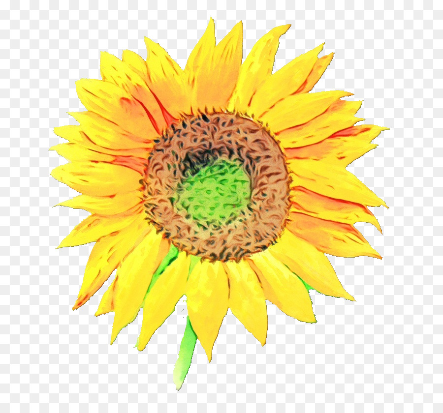 Tournesol Jaune，Fleur PNG