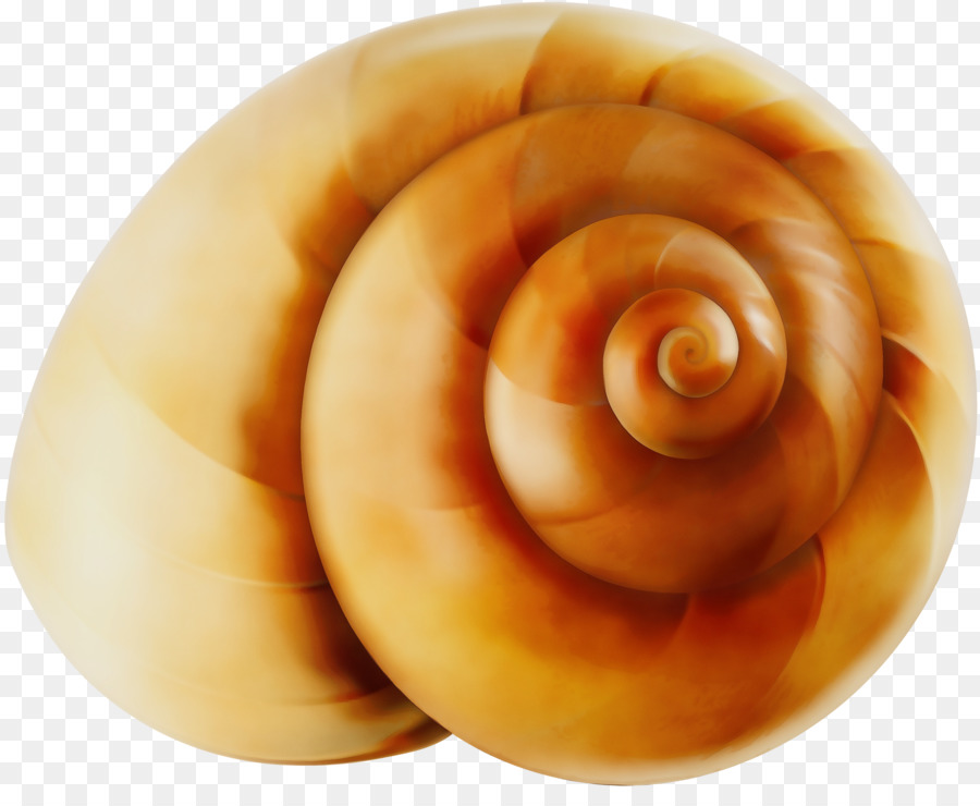 Escargot De Mer，La Nourriture PNG