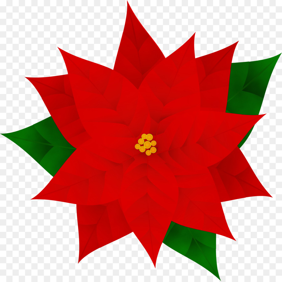 Poinsettia，Rouge PNG