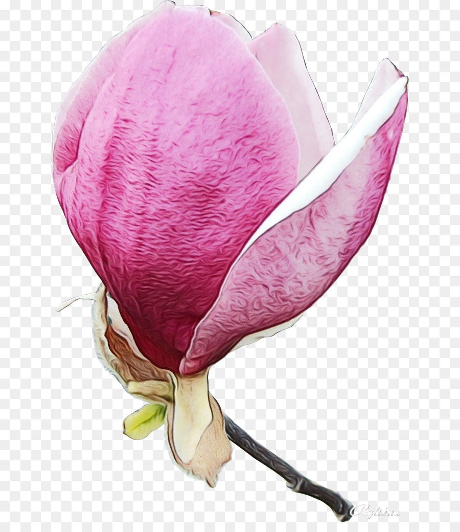 Fleur Rose，Fleurir PNG