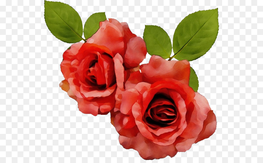 Roses，Floraison PNG