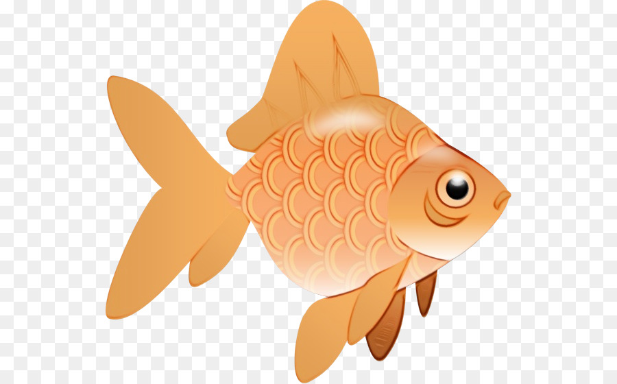 Poisson Rouge，Aquatique PNG