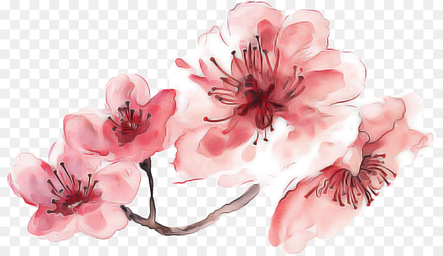 Fleurs De Cerisier，Rose PNG