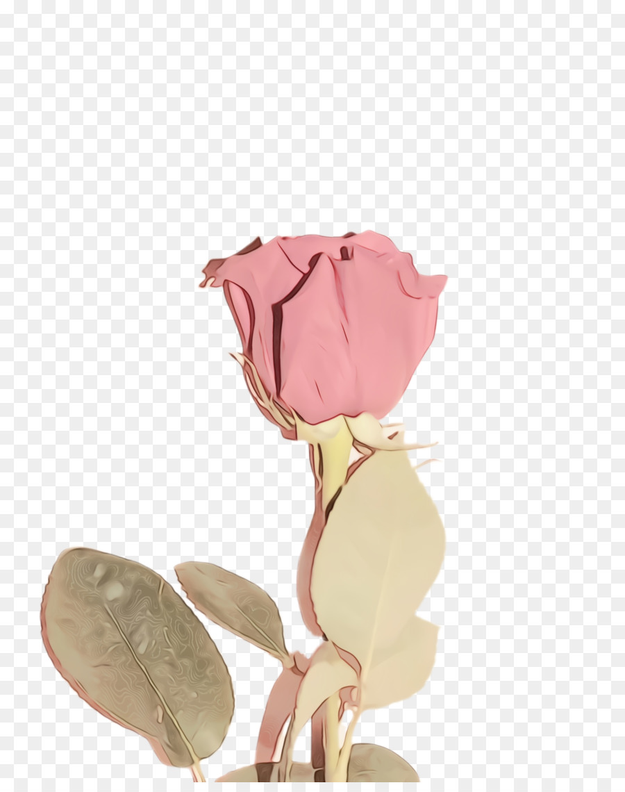 Rose，Fleur PNG