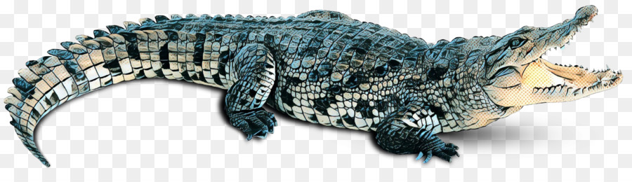 Pour Les Animaux Terrestres，Reptile PNG