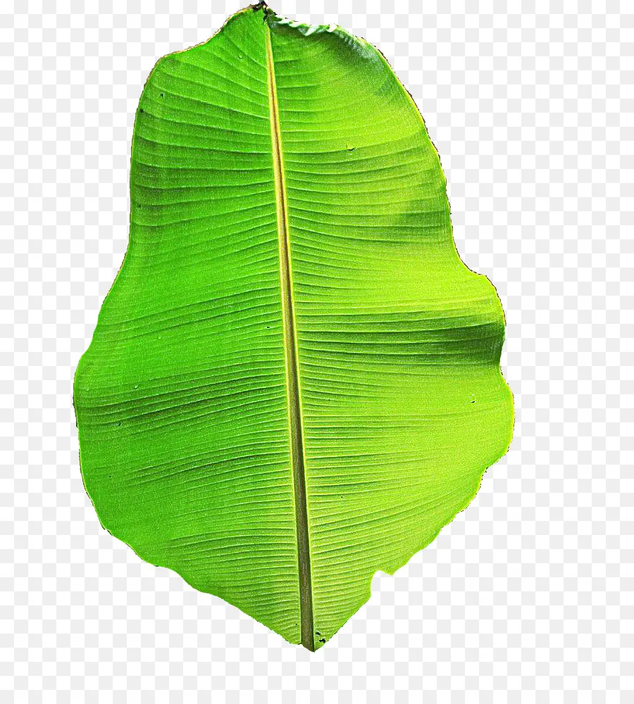 Feuille，Vert PNG