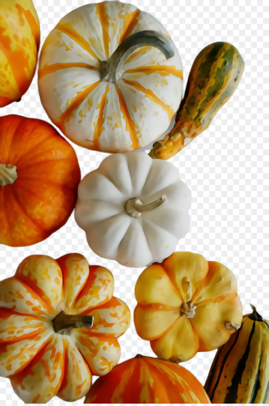 Cucurbita，Courge D'hiver PNG