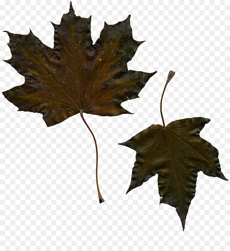 Feuille，Automne PNG