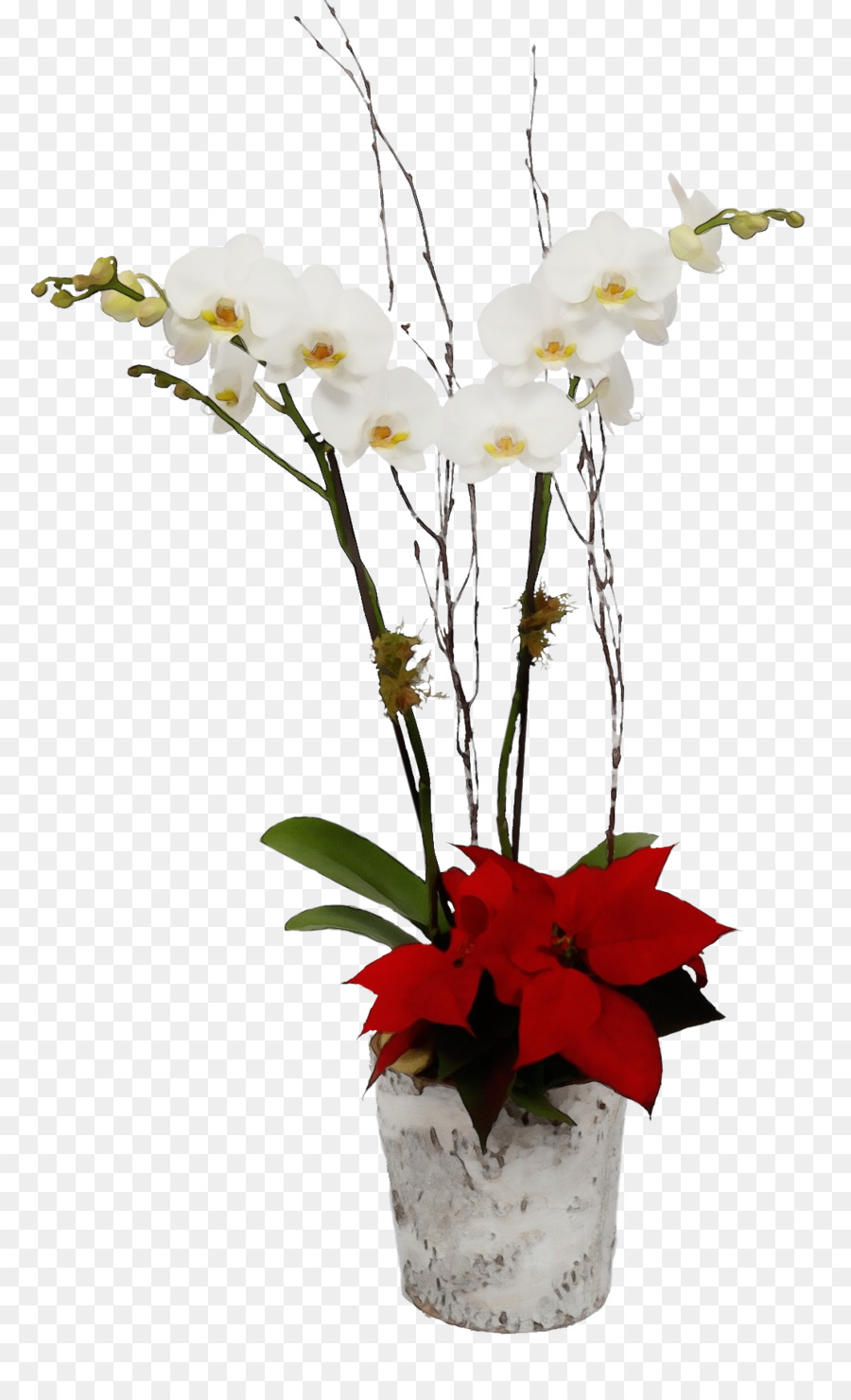 Fleur，La Floraison De La Plante PNG