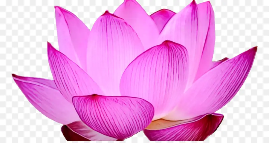 Lotus Rose，Floraison PNG