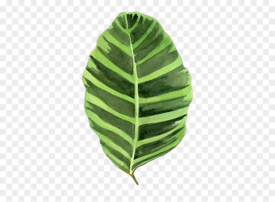 Feuille，Vert PNG