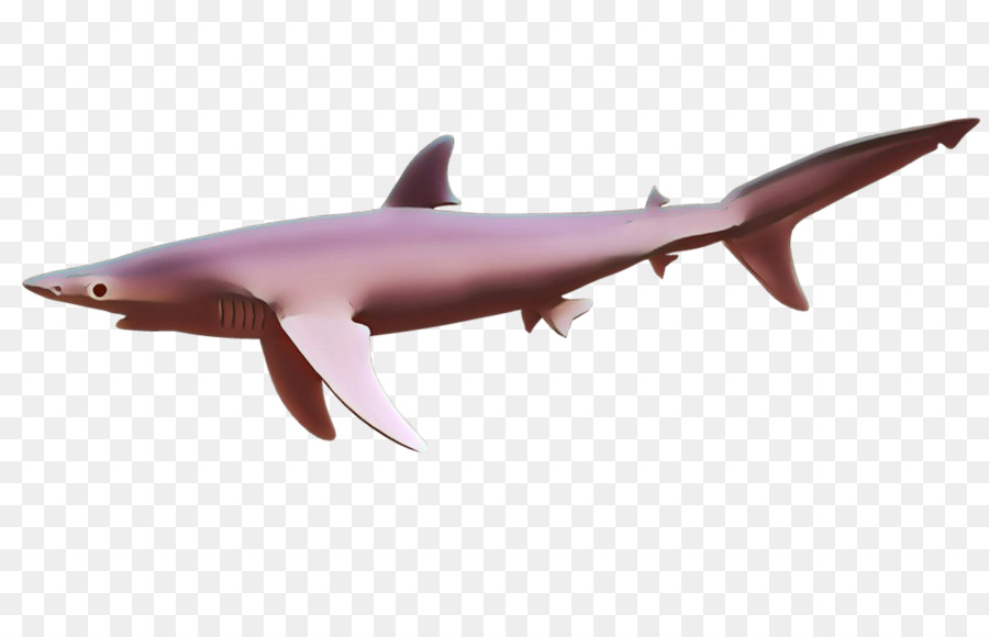 Les Poissons，Requin PNG