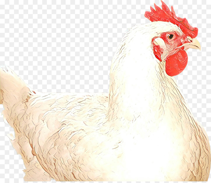 Poulet，Poule PNG