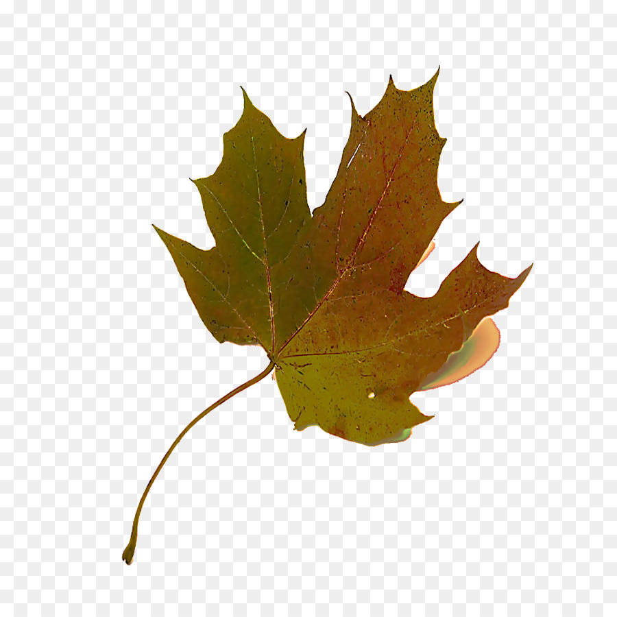 Feuilles D'érable，Automne PNG