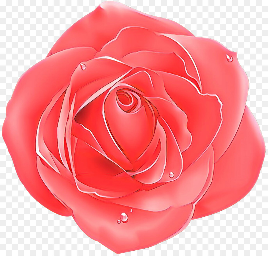 Rose，Orange PNG