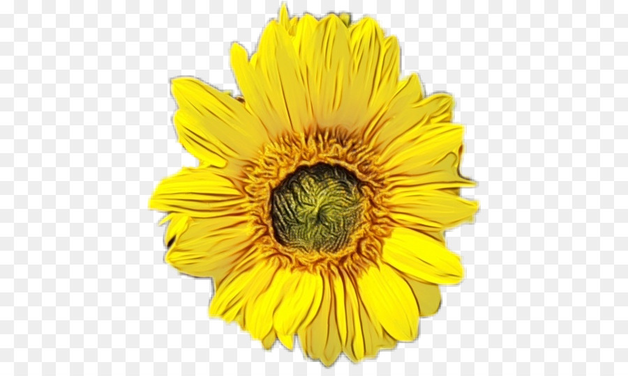 Fleur，Tournesol PNG