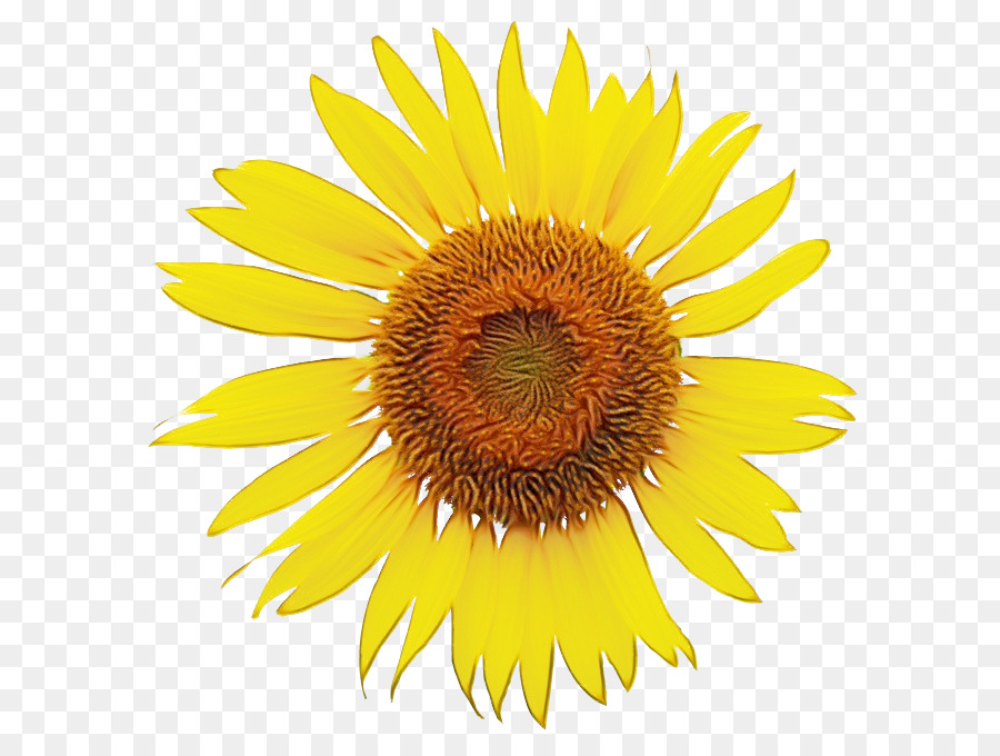 Tournesol Jaune，Usine PNG