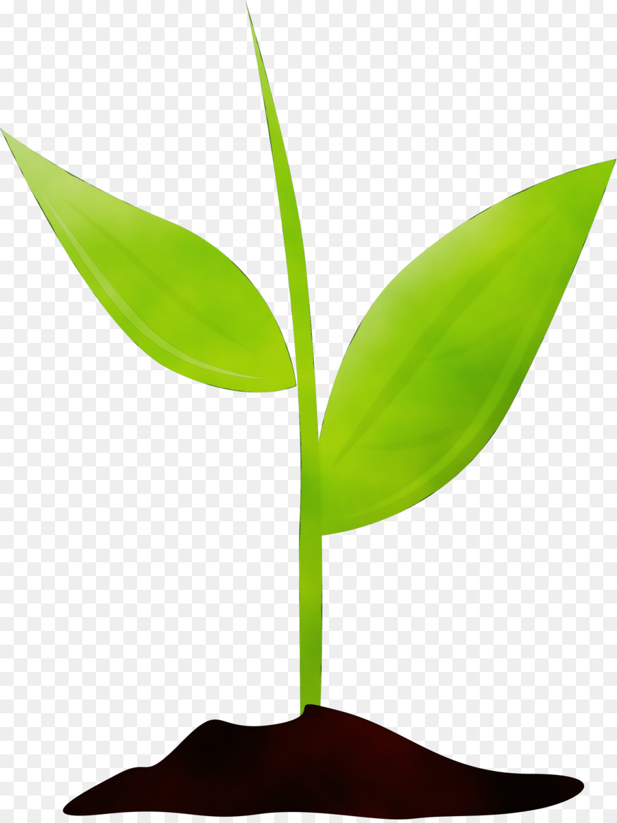 Plante Verte，Feuilles PNG