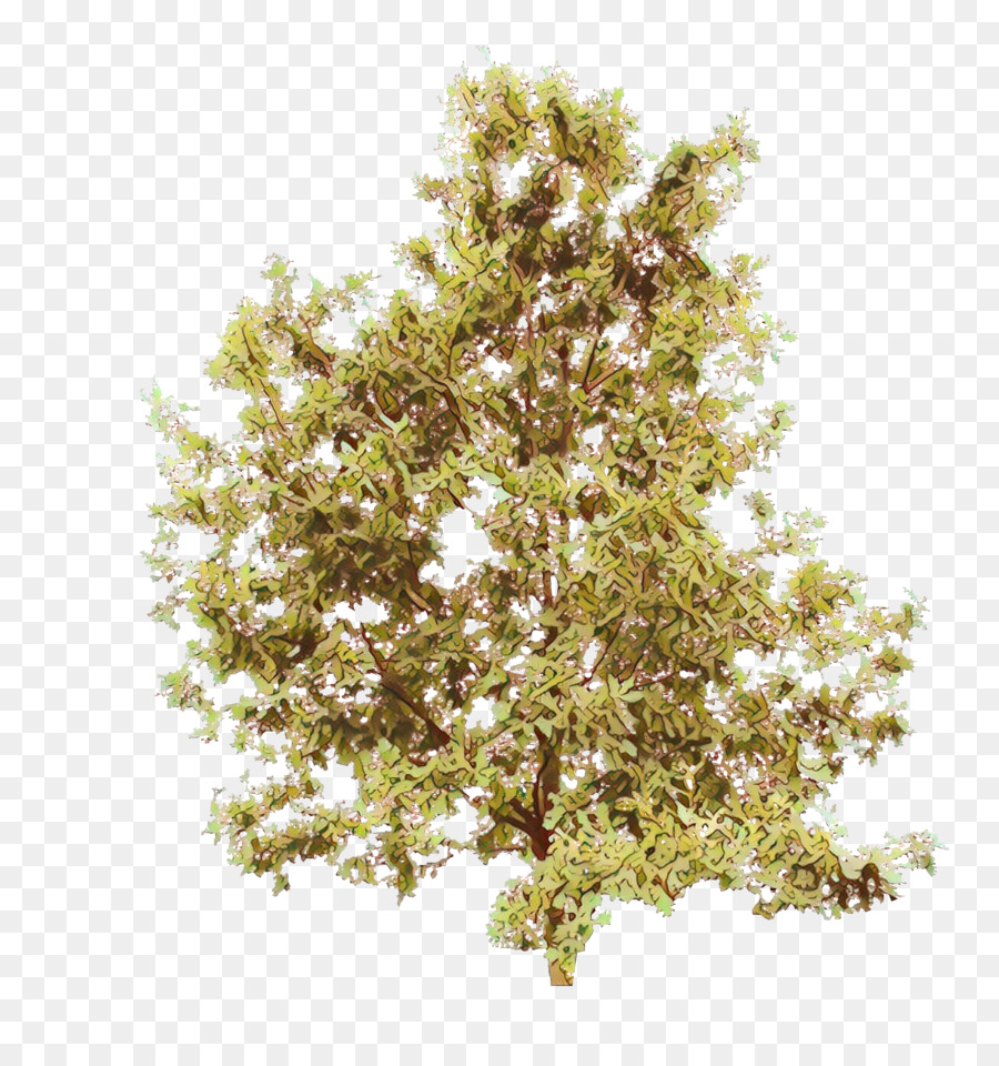 Arbre，Plante PNG