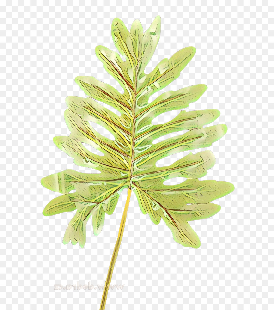 Feuille，Plante PNG