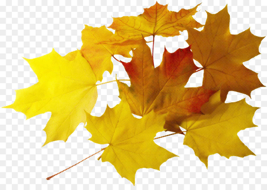 Feuilles D'érable，Automne PNG