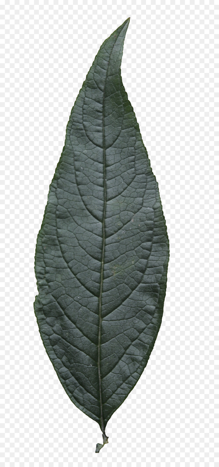 Feuille，Plante PNG